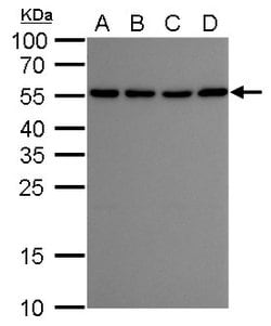 Invitrogen ATG12 Monoclonal Antibody (GT948) 100 &mu;L; Unconjugated:Antibodies,