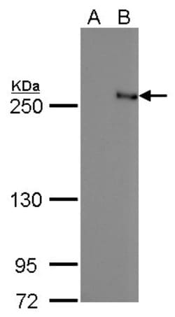 Invitrogen TET2 Monoclonal Antibody (GT442) 100 &mu;L; Unconjugated:Antibodies,
