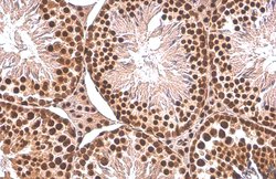 Invitrogen PUF60 Monoclonal Antibody (GT917) 100 &mu;L; Unconjugated:Antibodies,