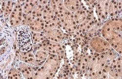 Invitrogen PUF60 Monoclonal Antibody (GT917) 100 &mu;L; Unconjugated:Antibodies,
