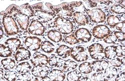 Invitrogen PUF60 Monoclonal Antibody (GT917) 100 &mu;L; Unconjugated:Antibodies,