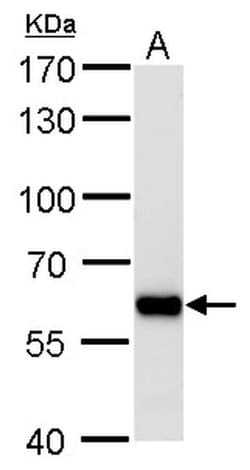 Invitrogen PUF60 Monoclonal Antibody (GT917) 100 &mu;L; Unconjugated:Antibodies,