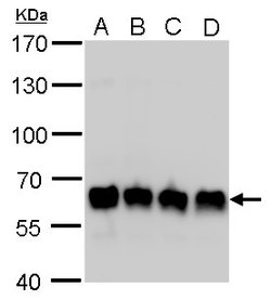 Invitrogen PUF60 Monoclonal Antibody (GT917) 100 &mu;L; Unconjugated:Antibodies,