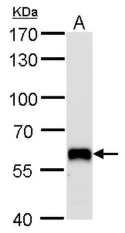Invitrogen PUF60 Monoclonal Antibody (GT917) 100 &mu;L; Unconjugated:Antibodies,