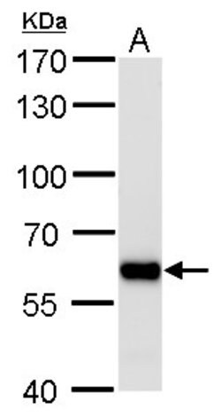 Invitrogen PUF60 Monoclonal Antibody (GT917) 100 &mu;L; Unconjugated:Antibodies,
