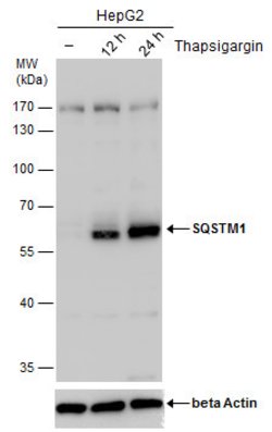 Invitrogen SQSTM1 Monoclonal Antibody (GT239) 100 &mu;L | Buy Online | Invitrogen&trade; | Fisher Scientific