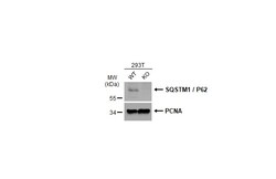 Invitrogen SQSTM1 Monoclonal Antibody (GT239) 100 &mu;L | Buy Online | Invitrogen&trade; | Fisher Scientific