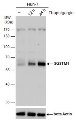 Invitrogen SQSTM1 Monoclonal Antibody (GT239) 100 &mu;L | Buy Online | Invitrogen&trade; | Fisher Scientific