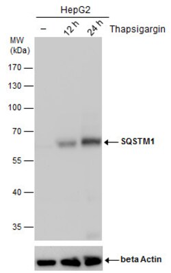 SQSTM1 Monoclonal Antibody (GT381), Invitrogen&trade;