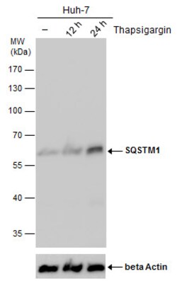 SQSTM1 Monoclonal Antibody (GT381), Invitrogen&trade;