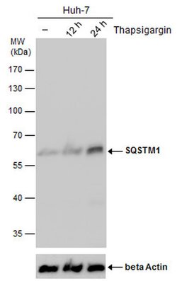 SQSTM1 Monoclonal Antibody (GT381), Invitrogen&trade;