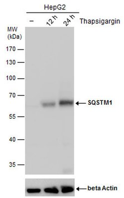 SQSTM1 Monoclonal Antibody (GT381), Invitrogen&trade;