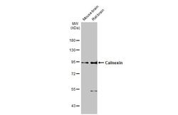 Invitrogen Calnexin Monoclonal Antibody (GT1563) 100 &mu;L; Unconjugated:Antibodies,