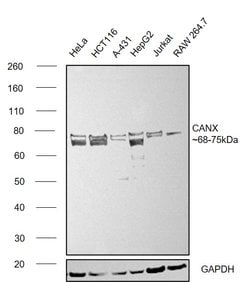 Invitrogen Calnexin Monoclonal Antibody (GT1563) 100 &mu;L; Unconjugated:Antibodies,