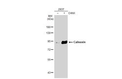Invitrogen Calnexin Monoclonal Antibody (GT1563) 100 &mu;L; Unconjugated:Antibodies,