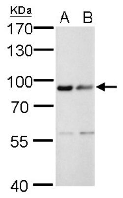 Invitrogen Calnexin Monoclonal Antibody (GT1563) 100 &mu;L; Unconjugated:Antibodies,