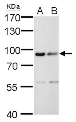 Invitrogen Calnexin Monoclonal Antibody (GT1563) 100 &mu;L; Unconjugated:Antibodies,