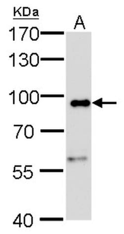 Invitrogen Calnexin Monoclonal Antibody (GT1563) 100 &mu;L; Unconjugated:Antibodies,