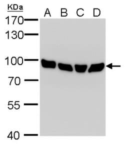 Invitrogen Calnexin Monoclonal Antibody (GT1563) 100 &mu;L; Unconjugated:Antibodies,