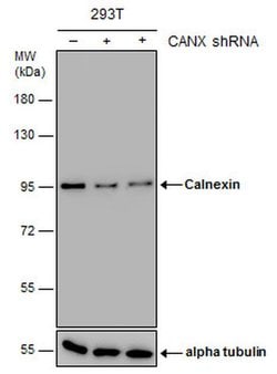 Invitrogen Calnexin Monoclonal Antibody (GT1563) 100 &mu;L; Unconjugated:Antibodies,
