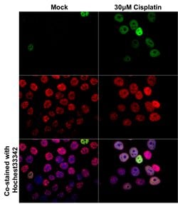 Invitrogen Phospho-Histone H3 (Ser10) Monoclonal Antibody (GT921) 100 &mu;L;