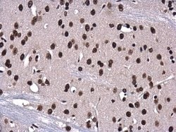 Invitrogen Phospho-Histone H3 (Ser10) Monoclonal Antibody (GT921) 100 &mu;L;