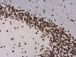 Invitrogen Phospho-Histone H3 (Ser10) Monoclonal Antibody (GT921) 100 &mu;L;