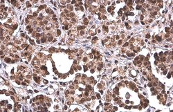 Invitrogen PRMT1 Monoclonal Antibody (GT10111) 100 &mu;L; Unconjugated:Antibodies,