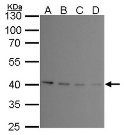 Invitrogen PRMT1 Monoclonal Antibody (GT10111) 100 &mu;L; Unconjugated:Antibodies,
