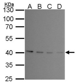 Invitrogen PRMT1 Monoclonal Antibody (GT10111) 100 &mu;L; Unconjugated:Antibodies,