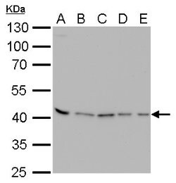 Invitrogen PRMT1 Monoclonal Antibody (GT10111) 100 &mu;L; Unconjugated:Antibodies,