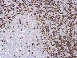 Invitrogen TDP-43 Monoclonal Antibody (GT225) 100 &mu;L; Unconjugated:Antibodies,