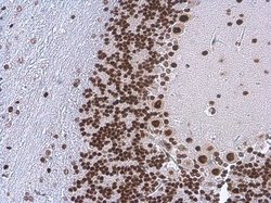 Invitrogen TDP-43 Monoclonal Antibody (GT225) 100 &mu;L; Unconjugated:Antibodies,