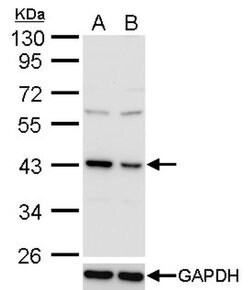Invitrogen TDP-43 Monoclonal Antibody (GT225) 100 &mu;L; Unconjugated:Antibodies,