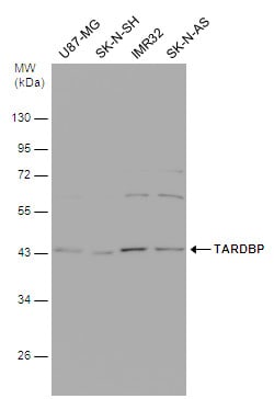 Invitrogen TDP-43 Monoclonal Antibody (GT225) 100 &mu;L; Unconjugated:Antibodies,