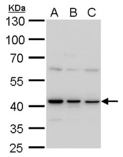 Invitrogen TDP-43 Monoclonal Antibody (GT225) 100 &mu;L; Unconjugated:Antibodies,