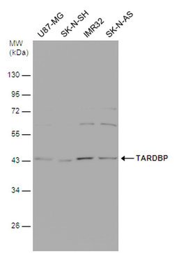 Invitrogen TDP-43 Monoclonal Antibody (GT225) 100 &mu;L; Unconjugated:Antibodies,