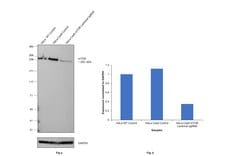 Invitrogen mTOR Monoclonal Antibody (GT649) 100 &mu;L; Unconjugated:Antibodies,