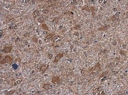 Invitrogen mTOR Monoclonal Antibody (GT649) 100 &mu;L; Unconjugated:Antibodies,