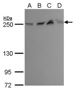 Invitrogen mTOR Monoclonal Antibody (GT649) 100 &mu;L; Unconjugated:Antibodies,