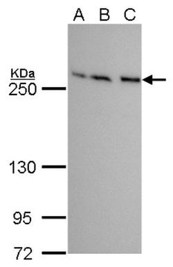 Invitrogen mTOR Monoclonal Antibody (GT649) 100 &mu;L; Unconjugated:Antibodies,