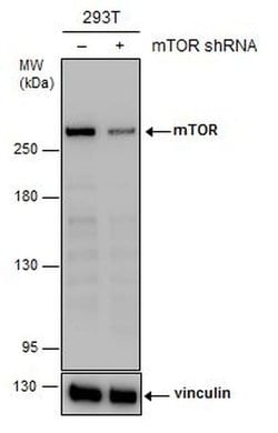 Invitrogen mTOR Monoclonal Antibody (GT649) 100 &mu;L; Unconjugated:Antibodies,