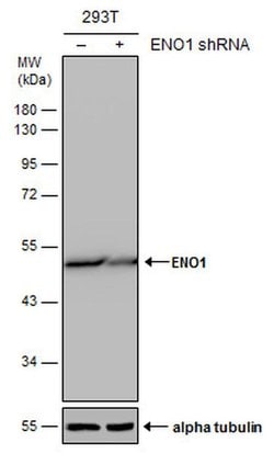 Invitrogen ENO1 Monoclonal Antibody (GT186) 100 &mu;L; Unconjugated:Antibodies,