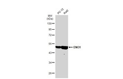 Invitrogen ENO1 Monoclonal Antibody (GT186) 100 &mu;L; Unconjugated:Antibodies,