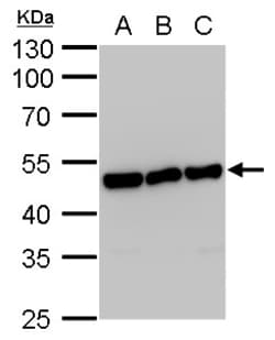 Invitrogen ENO1 Monoclonal Antibody (GT186) 100 &mu;L; Unconjugated:Antibodies,