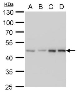 Invitrogen MEK2 Monoclonal Antibody (GT1162) 100 &mu;L; Unconjugated:Antibodies,