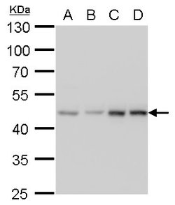 Invitrogen MEK2 Monoclonal Antibody (GT1162) 100 &mu;L; Unconjugated:Antibodies,