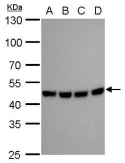 Invitrogen MEK2 Monoclonal Antibody (GT1721) 100 &mu;L; Unconjugated:Antibodies,