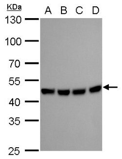 Invitrogen MEK2 Monoclonal Antibody (GT1721) 100 &mu;L; Unconjugated:Antibodies,