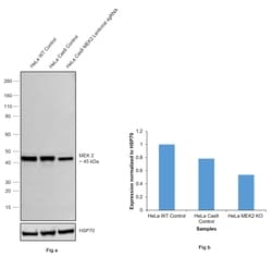 Invitrogen MEK2 Monoclonal Antibody (GT1721) 100 &mu;L; Unconjugated:Antibodies,